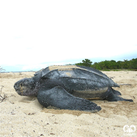 گونه لاکپشت چرمی Leatherback Turtle